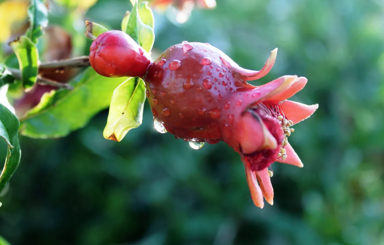 Photo wallpaper Rosa, color, garnet