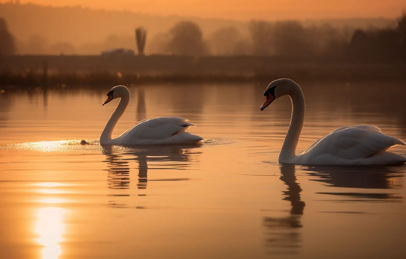 Photo wallpaper bird, pair, swans, pond, swimming, AI art, neural network