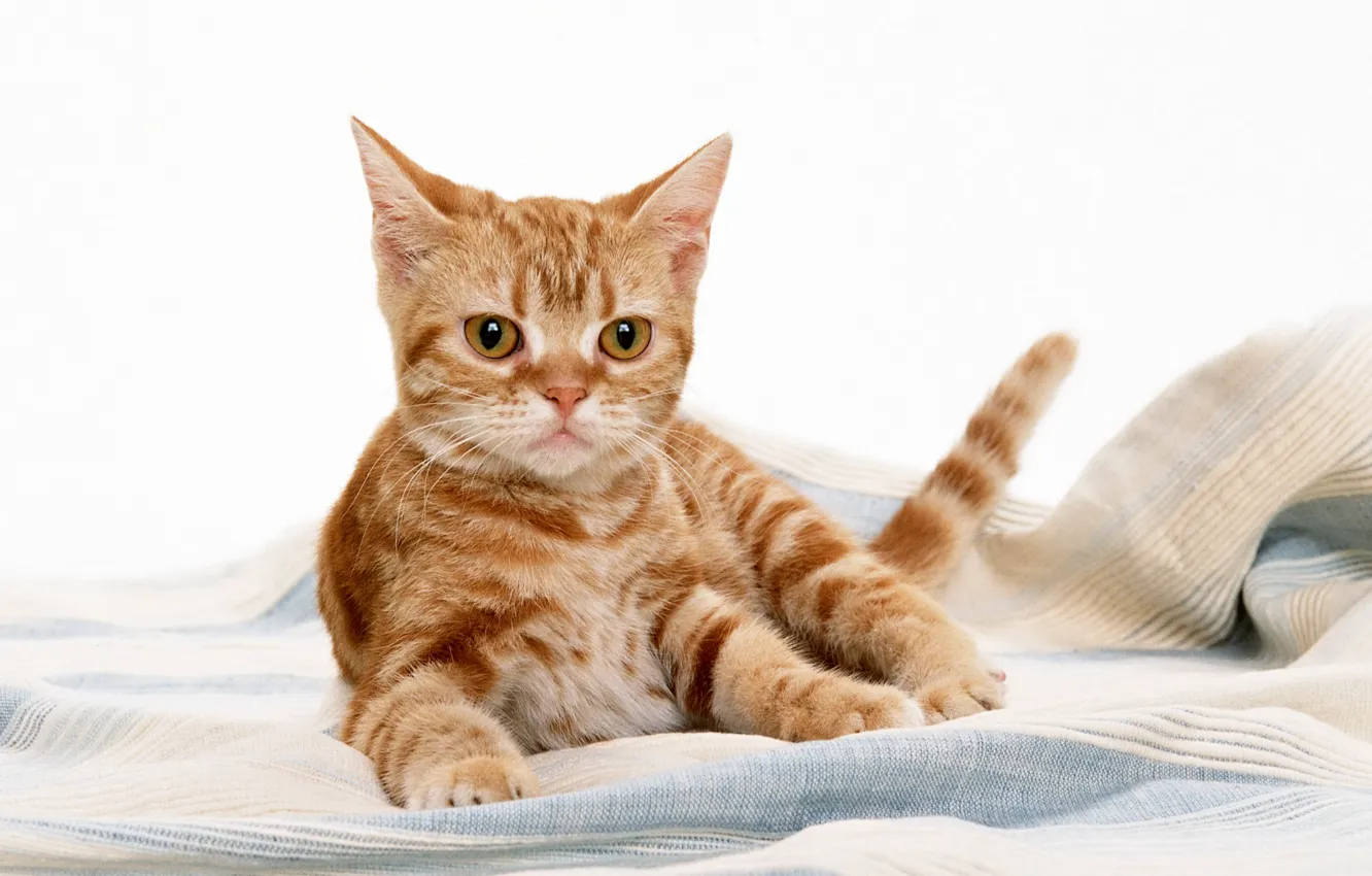 Photo wallpaper cat, red, beautiful, very