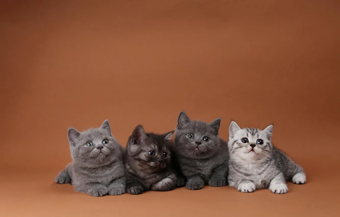 Photo wallpaper cats, kitty, kittens, orange background, Quartet, four, British