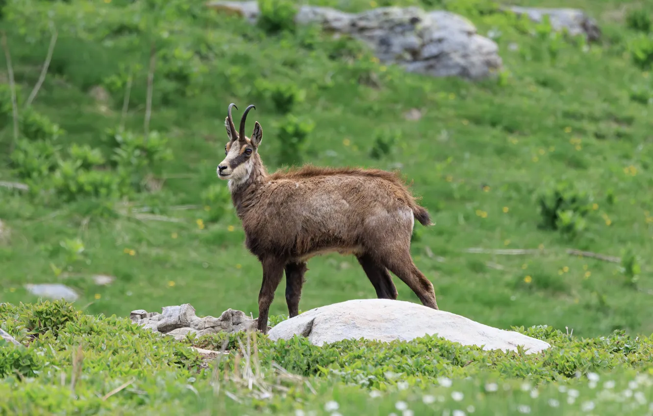 Photo wallpaper greens, summer, mountains, nature, stones, glade, slope, Serna
