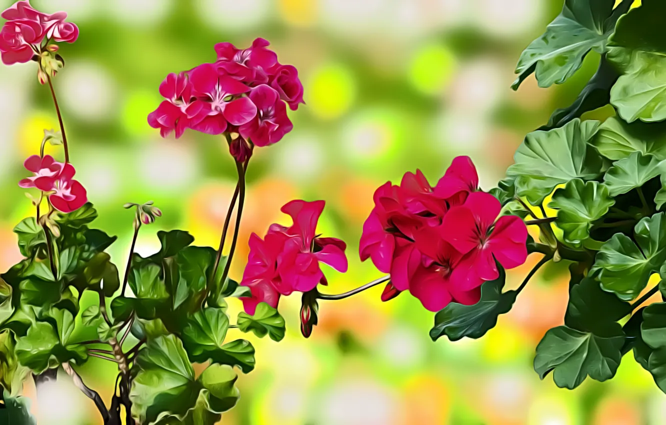 Photo wallpaper Graphics, Flowers, Pelargonie