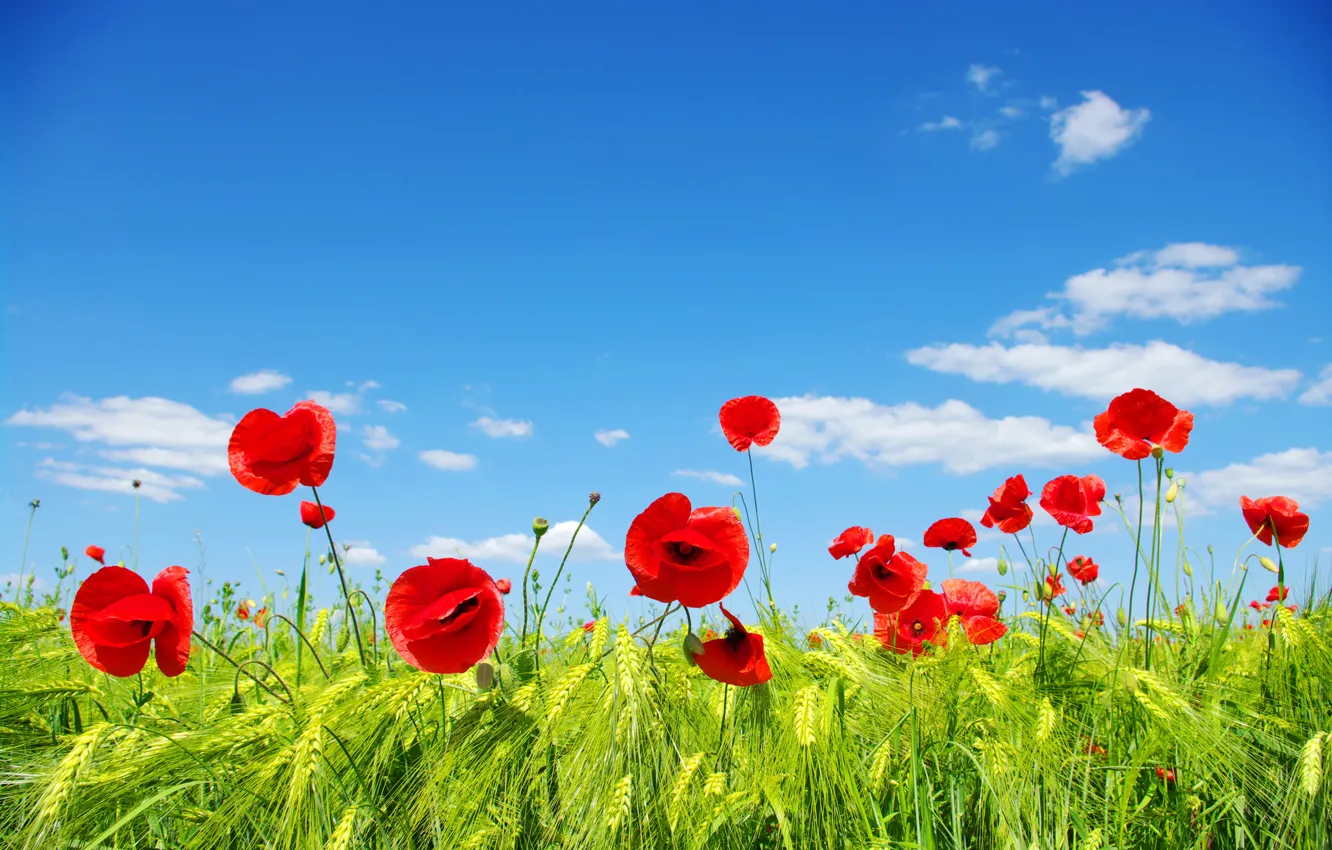 Photo wallpaper red, field, blue, Maki, the sky, grass, ears, clouds