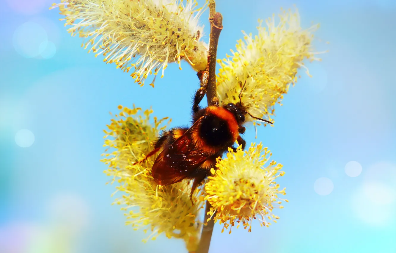 Photo wallpaper macro, insect, bumblebee, Verba