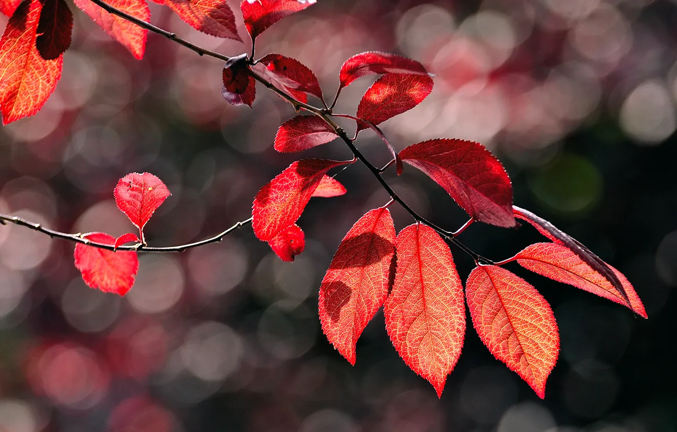Photo wallpaper autumn, macro, glare, foliage, branch, red