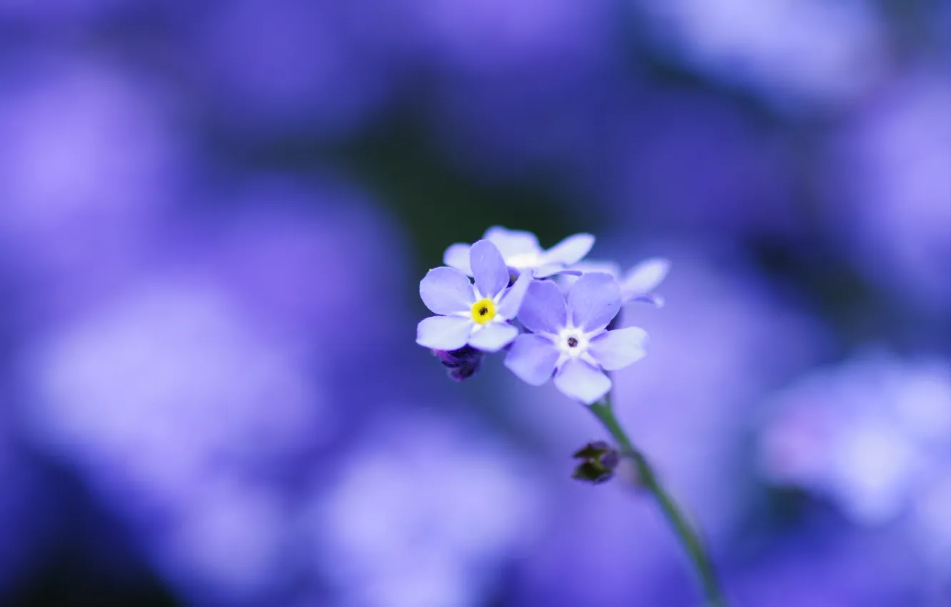 Photo wallpaper macro, flowers, tenderness, focus, petals, blur, blue, Forget-me-nots