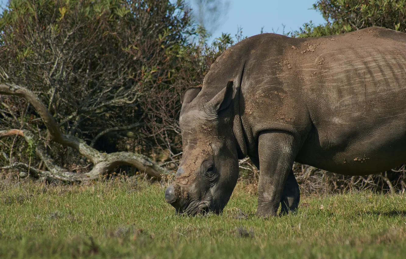Photo wallpaper Africa, Rhino, wild animal