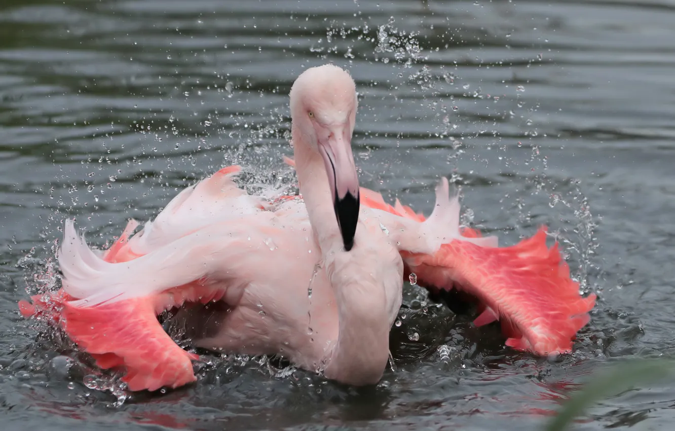 Photo wallpaper drops, squirt, nature, bird, Flamingo, pond