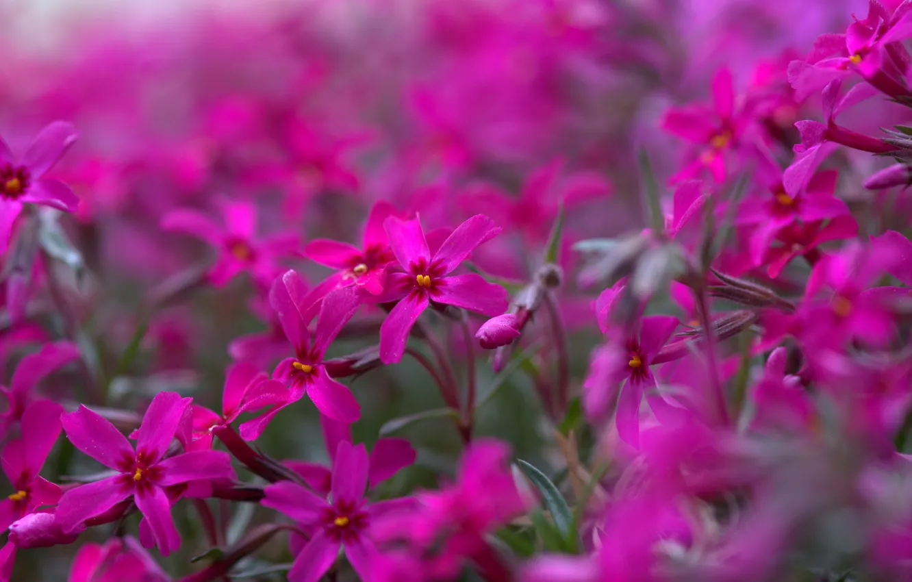 Photo wallpaper bright, pink, Phlox