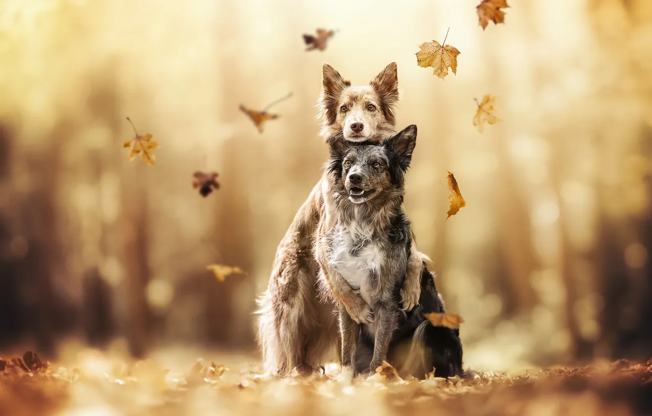 Photo wallpaper autumn, each, dog