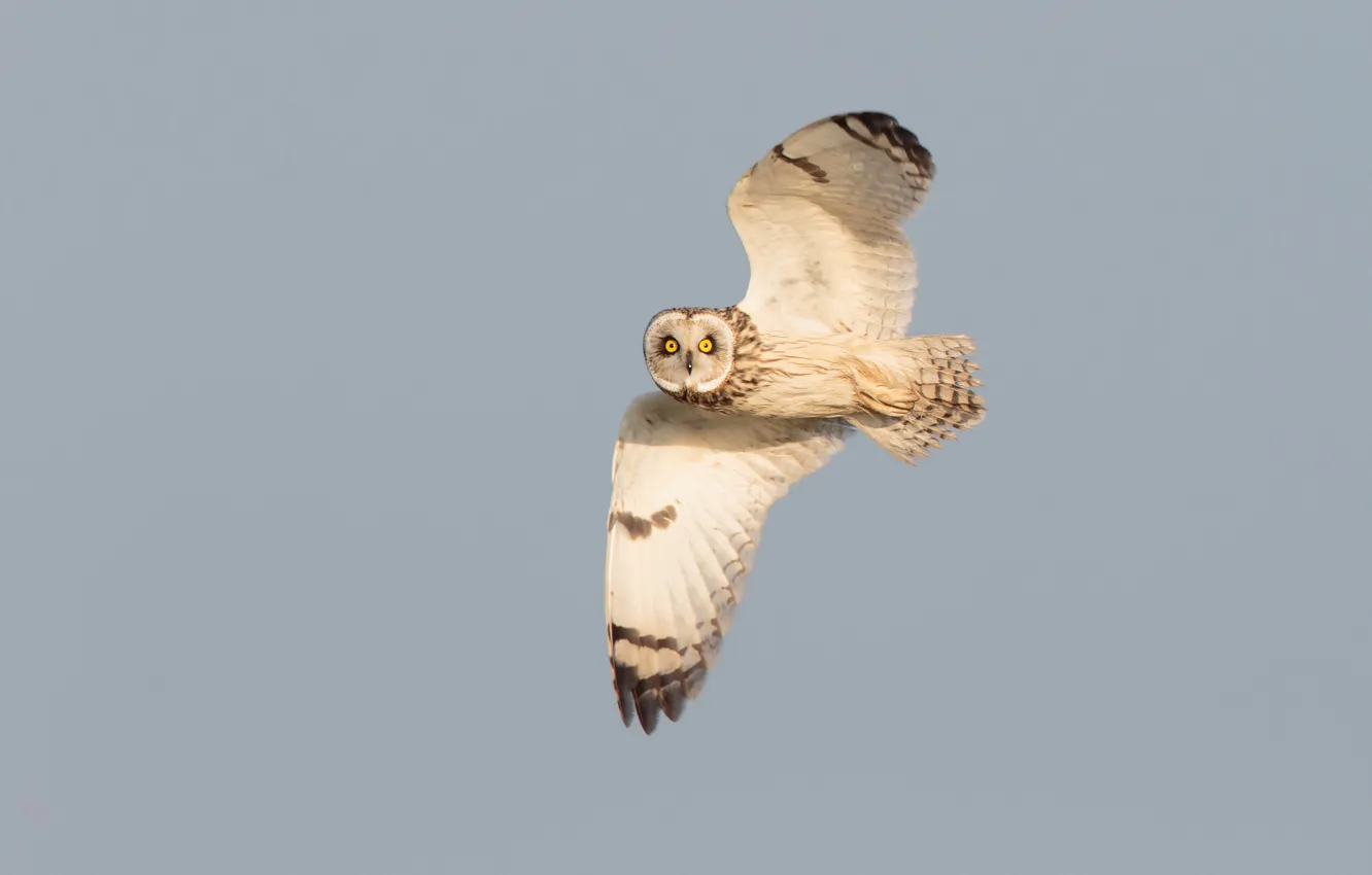 Photo wallpaper eyes, flight, owl, wings, wildlife