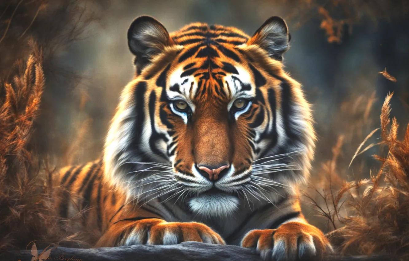 Photo wallpaper cat, tiger, predator, view