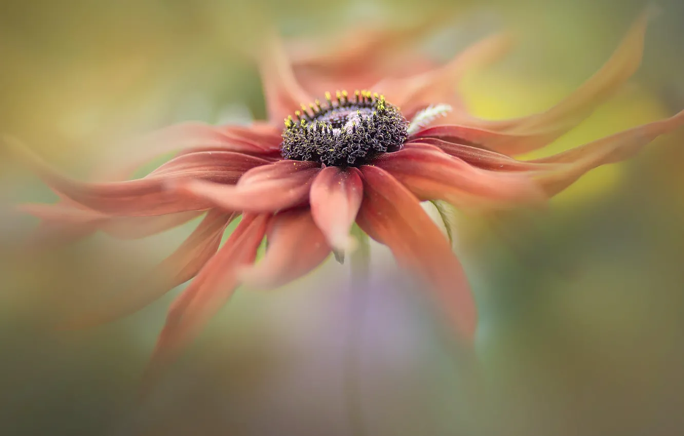 Photo wallpaper flowers, orange, red, petals, rudbeckia, art processing