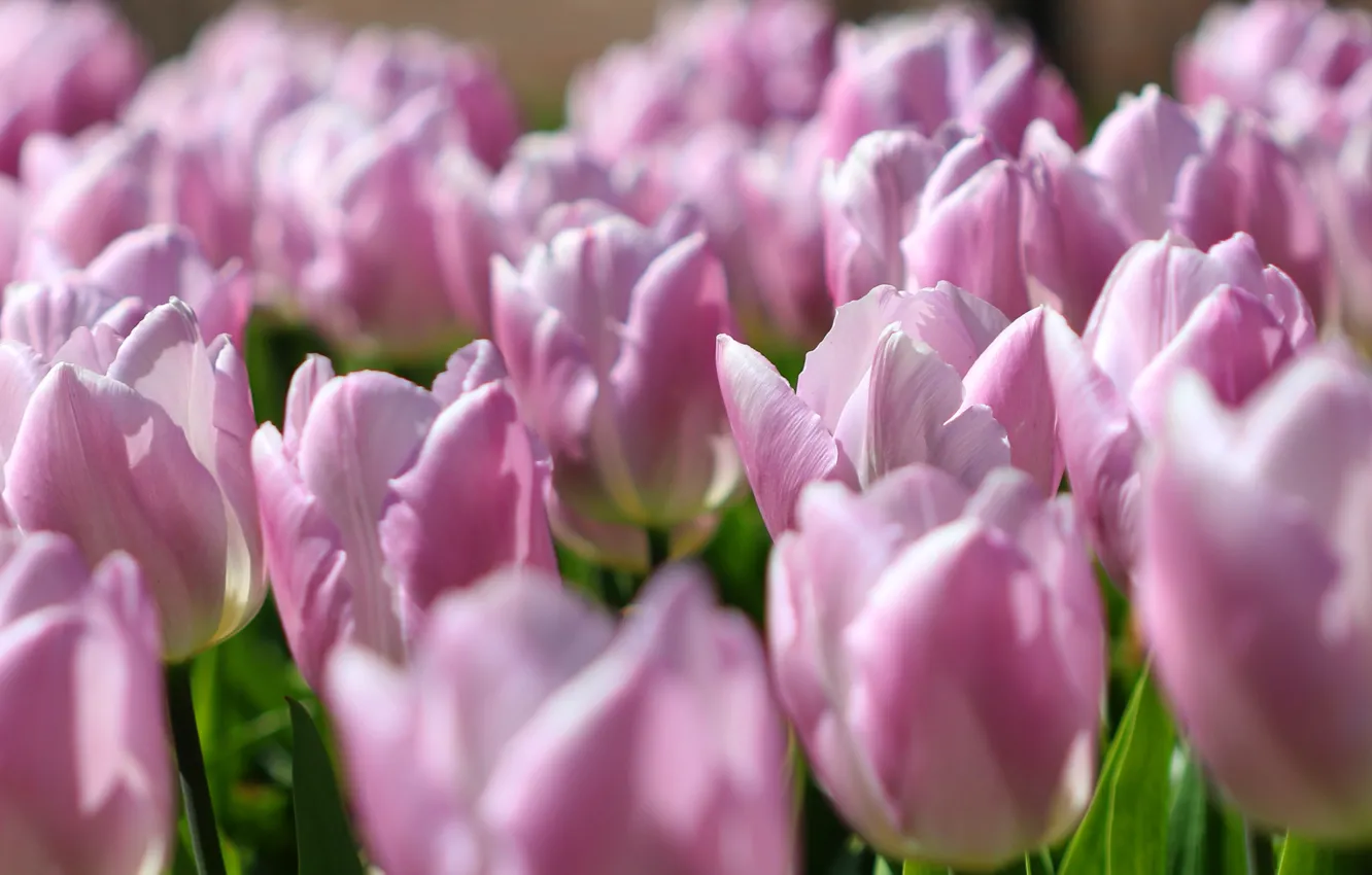 Photo wallpaper flowers, close-up, glade, spring, tulips, pink, buds, a lot