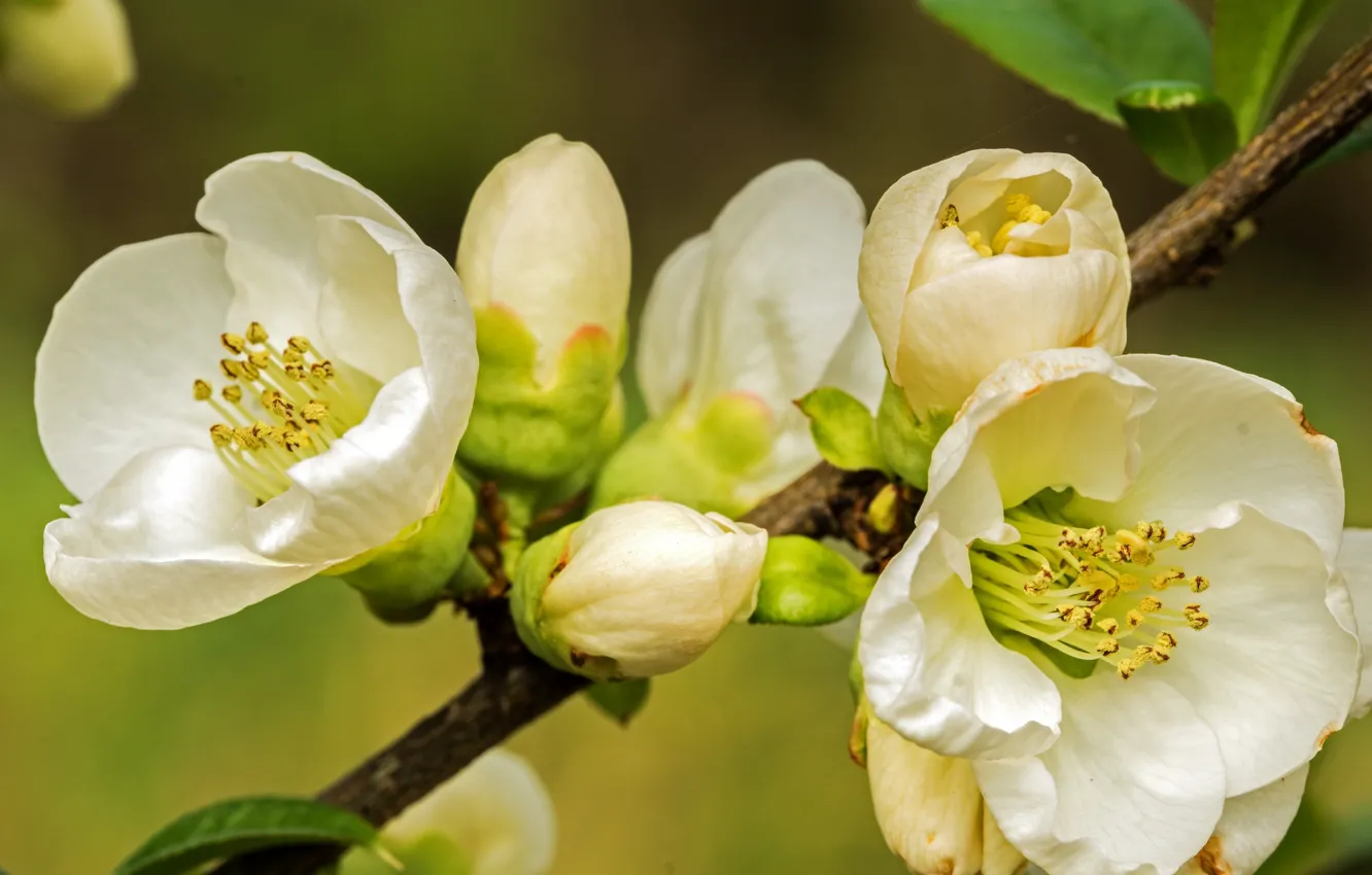 Photo wallpaper macro, branches, spring, flowering
