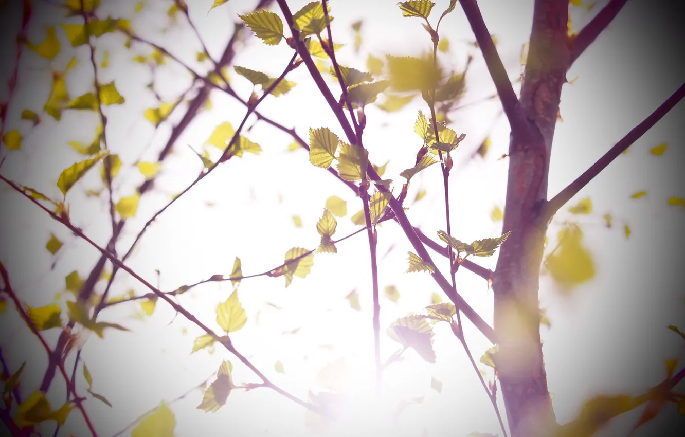 Photo wallpaper leaves, branches, nature