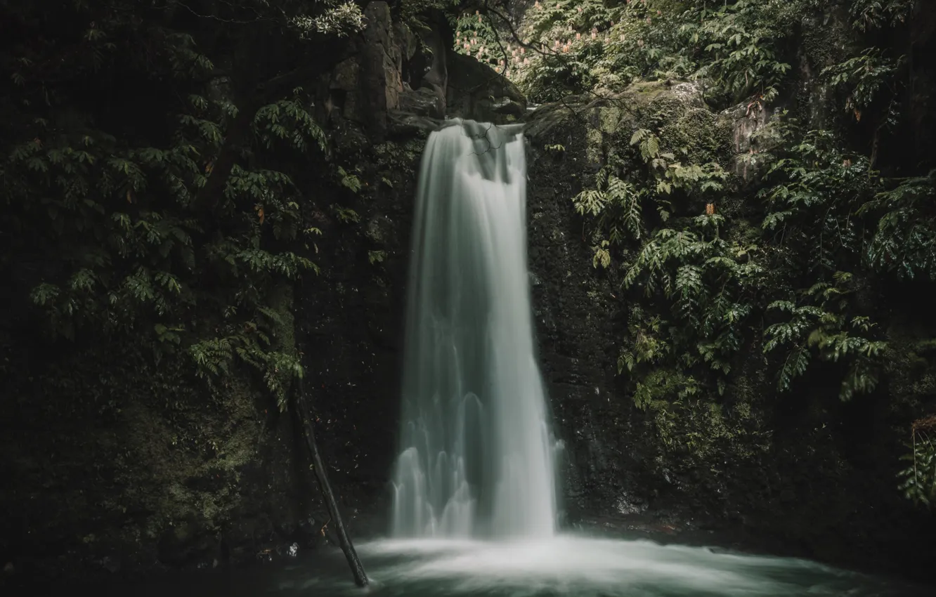Photo wallpaper greens, water, branches, thickets, vegetation, waterfall, gorge, damp