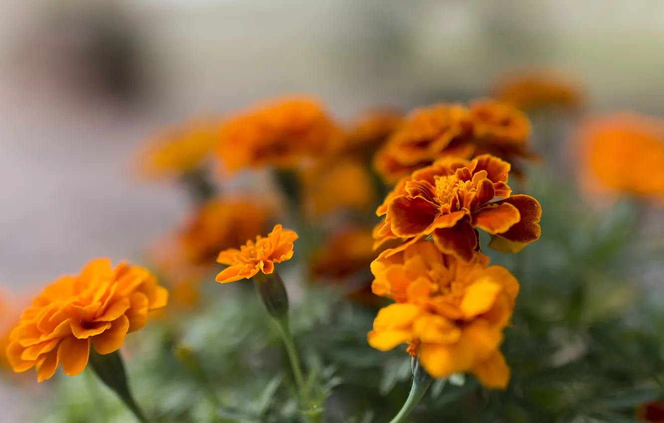 Photo wallpaper flowers, orange, flowering, Marigolds
