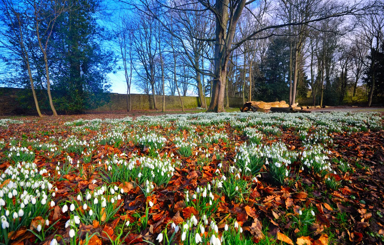 Photo wallpaper trees, flowers, glade, spring, snowdrops