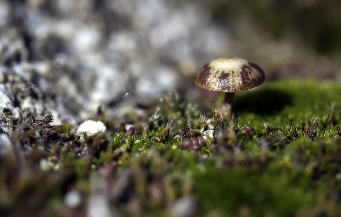 Photo wallpaper forest, nature, mushrooms