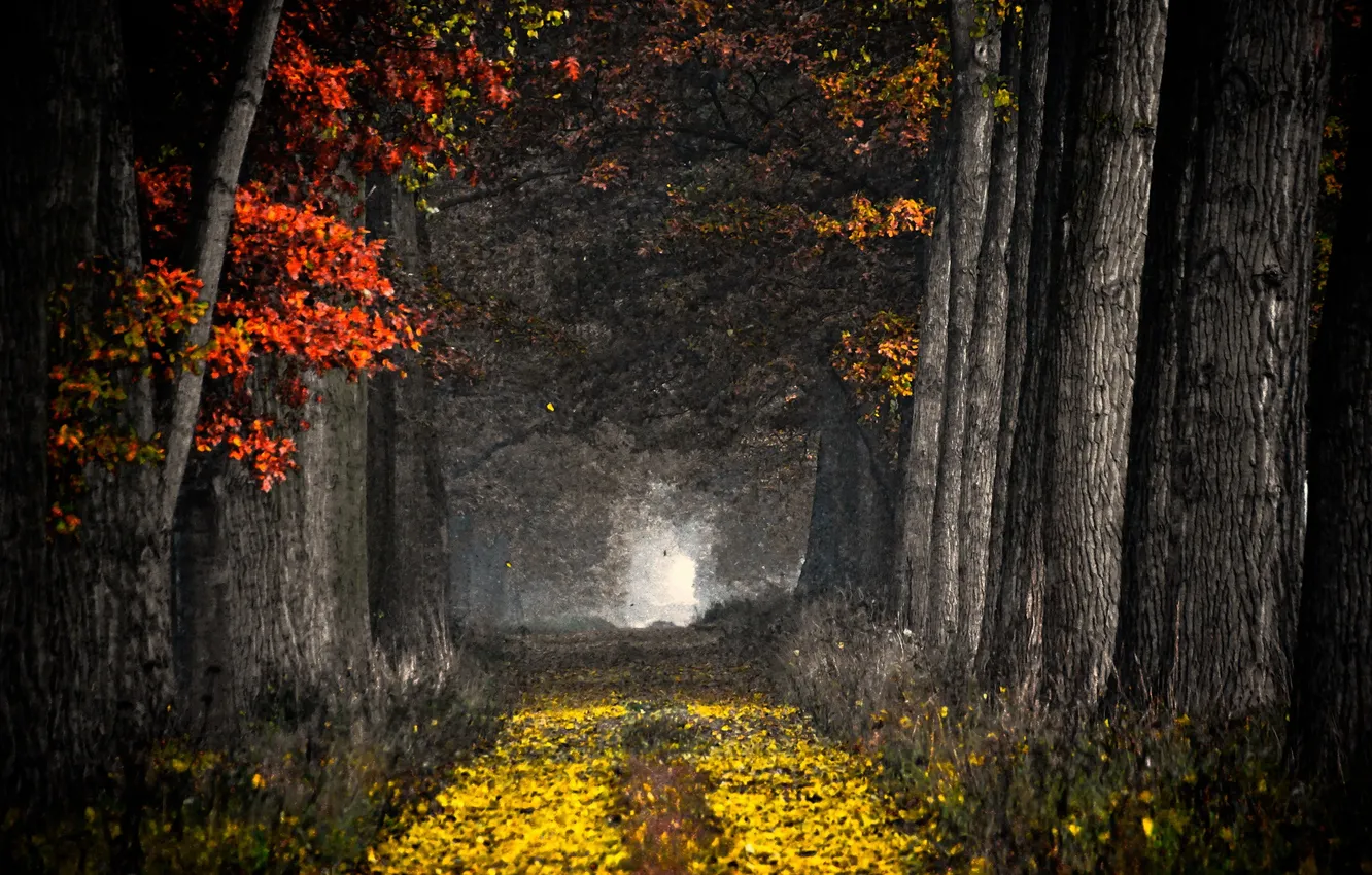 Photo wallpaper road, forest, nature
