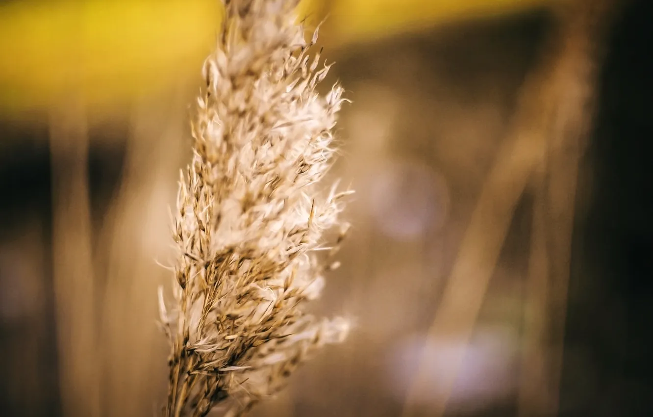 Photo wallpaper grass, macro, ear, hay