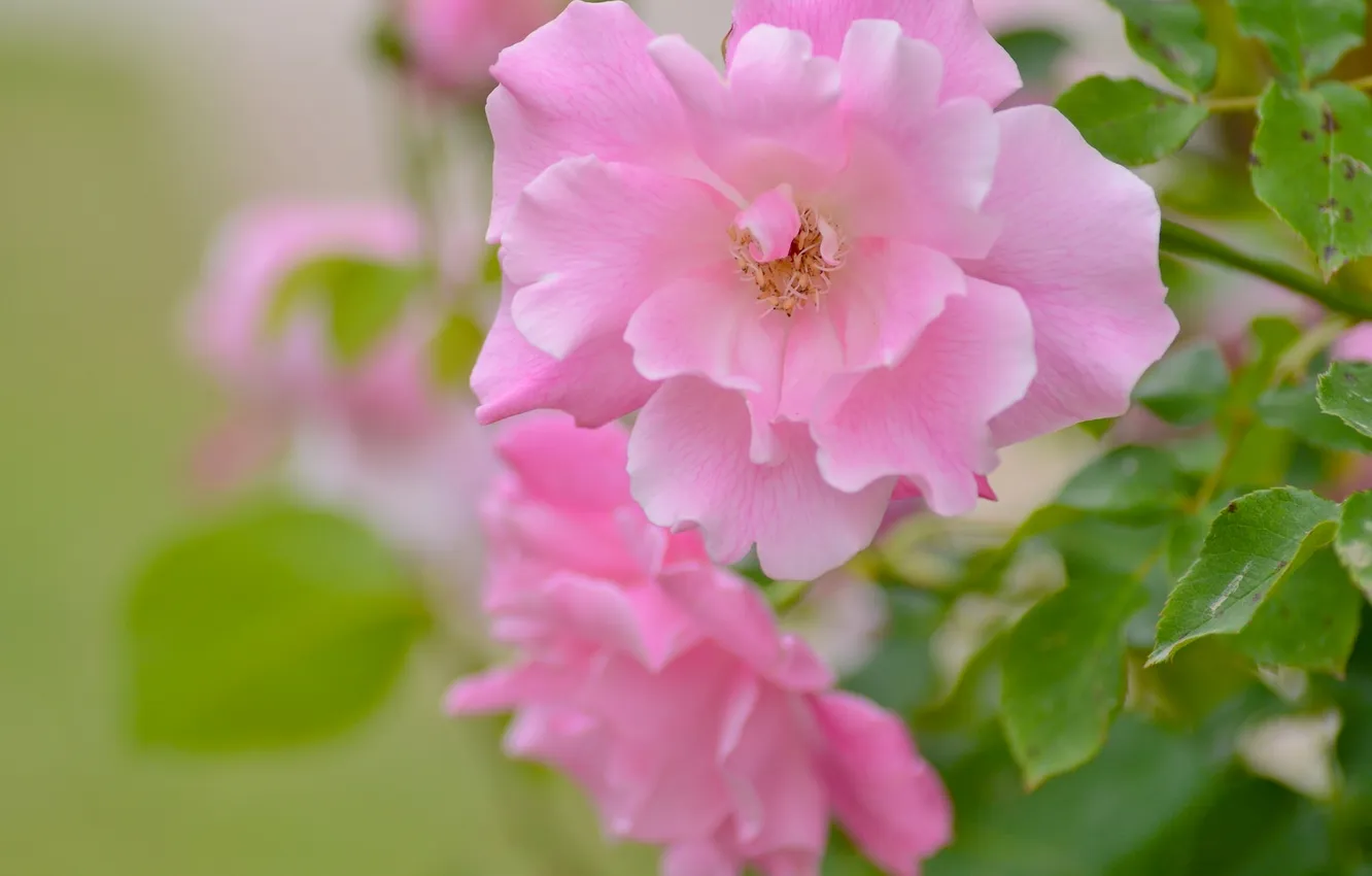 Photo wallpaper macro, rose, petals, bokeh