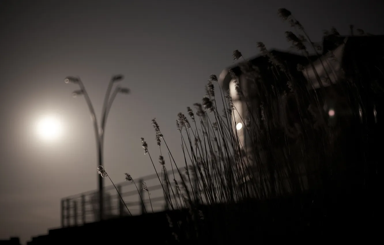 Photo wallpaper grass, landscape, night