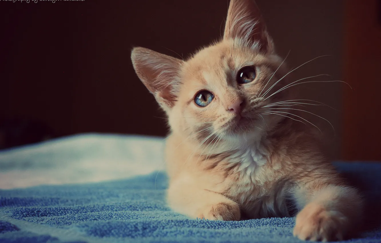 Photo wallpaper cat, mood, look