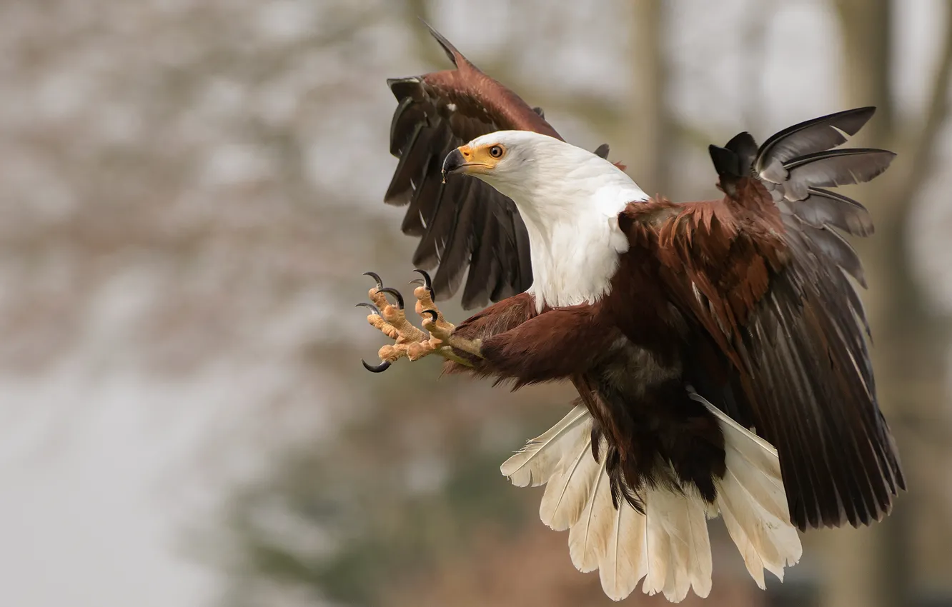 Photo wallpaper Eagle, feathers, claws, hunting