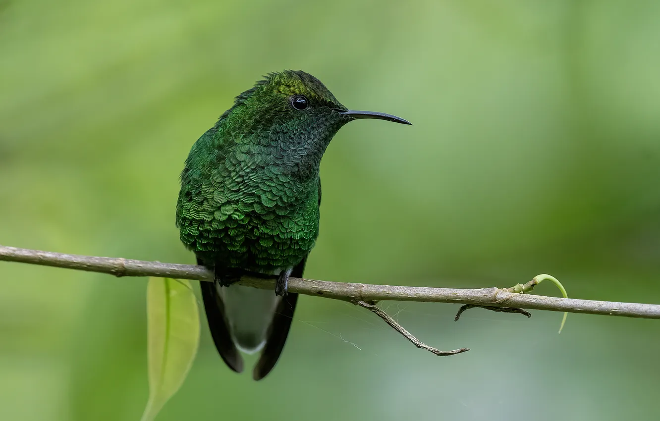 Photo wallpaper Fernando Burgalin Sequeira, Copperhead elvira, Coppery-headed Emerald, Elvira cupreiceps