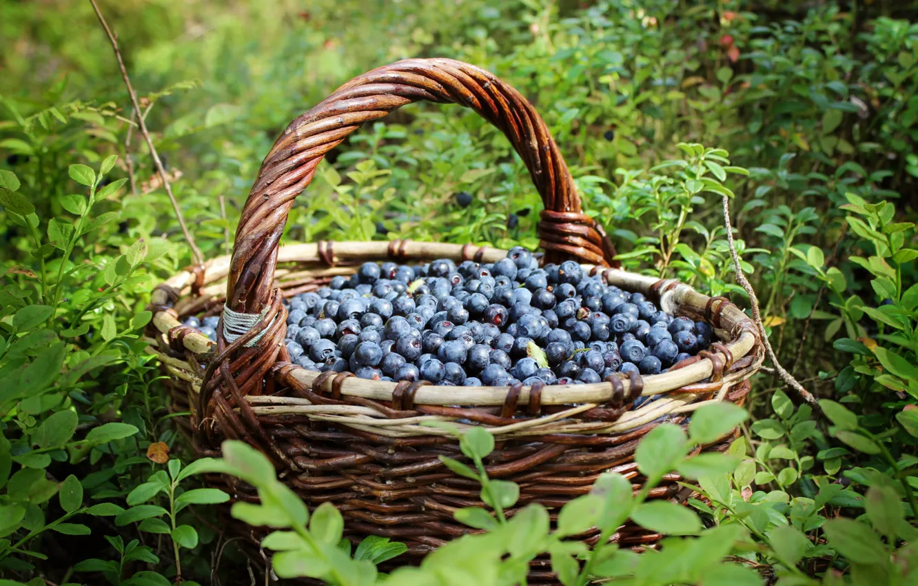 Photo wallpaper berries, basket, blueberries