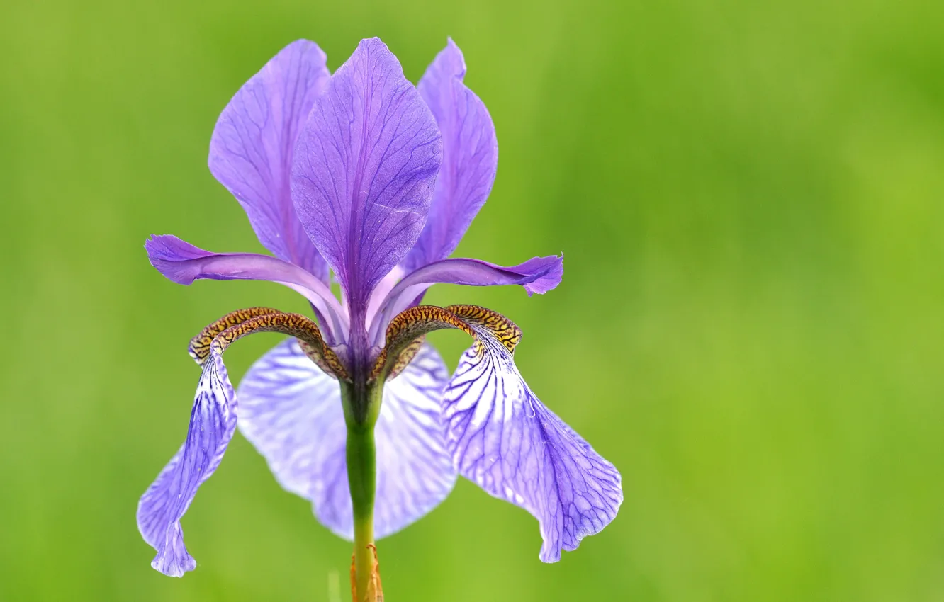 Photo wallpaper macro, petals, iris
