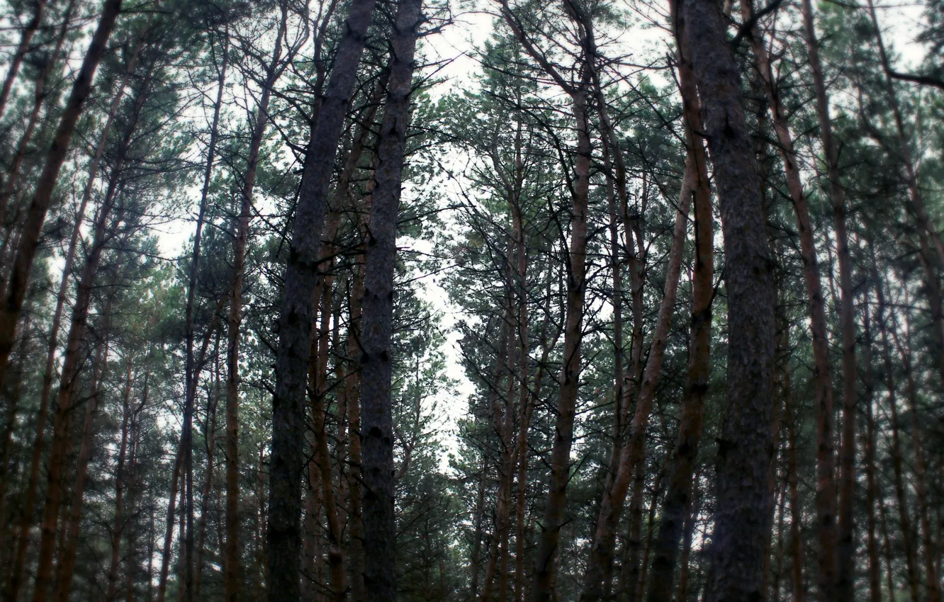 Photo wallpaper cold, forest, darkness