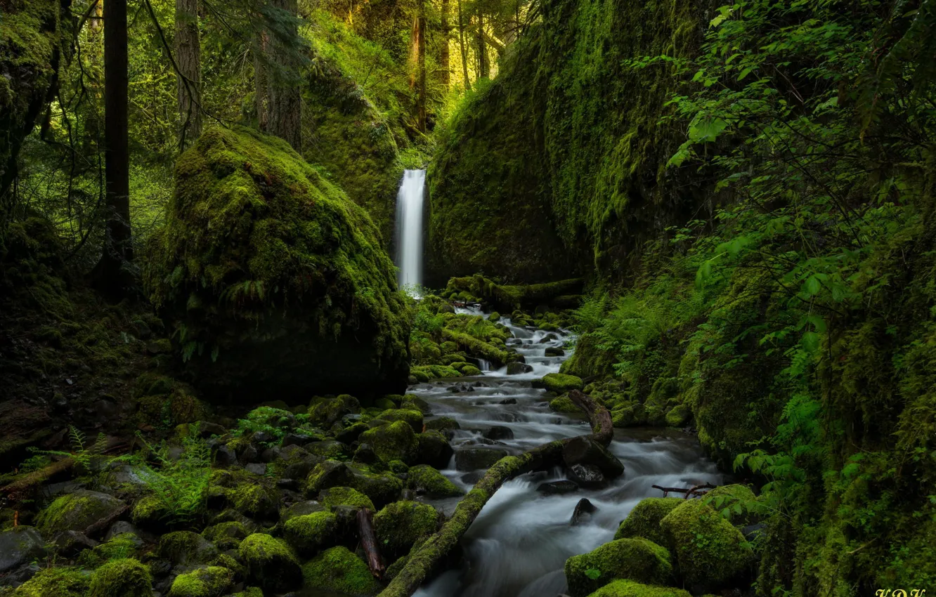 Photo wallpaper greens, forest, nature, river, stones, waterfall