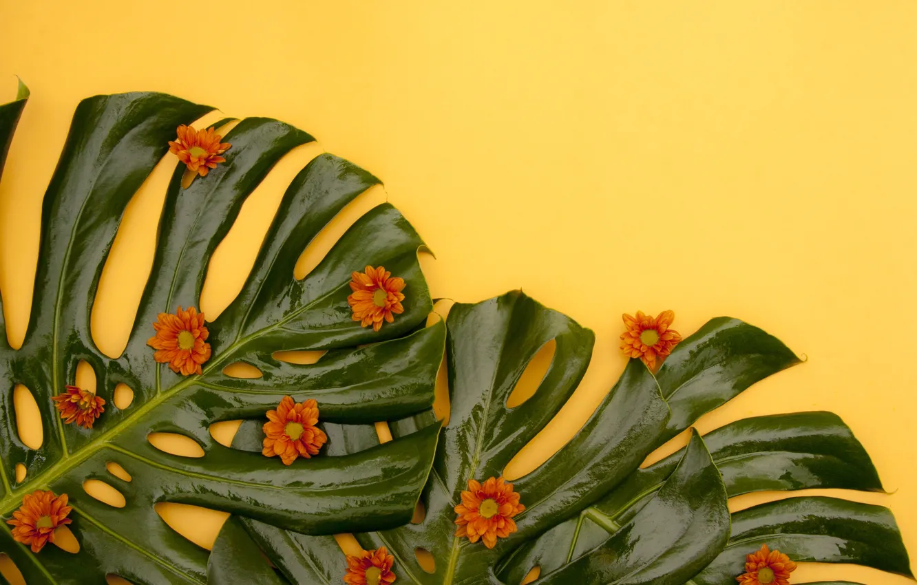 Photo wallpaper leaves, flowers, chrysanthemum