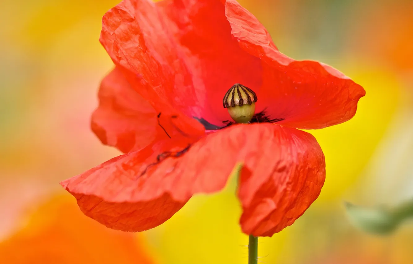 Photo wallpaper macro, flowers, yellow, red, background, one, bright, Mac