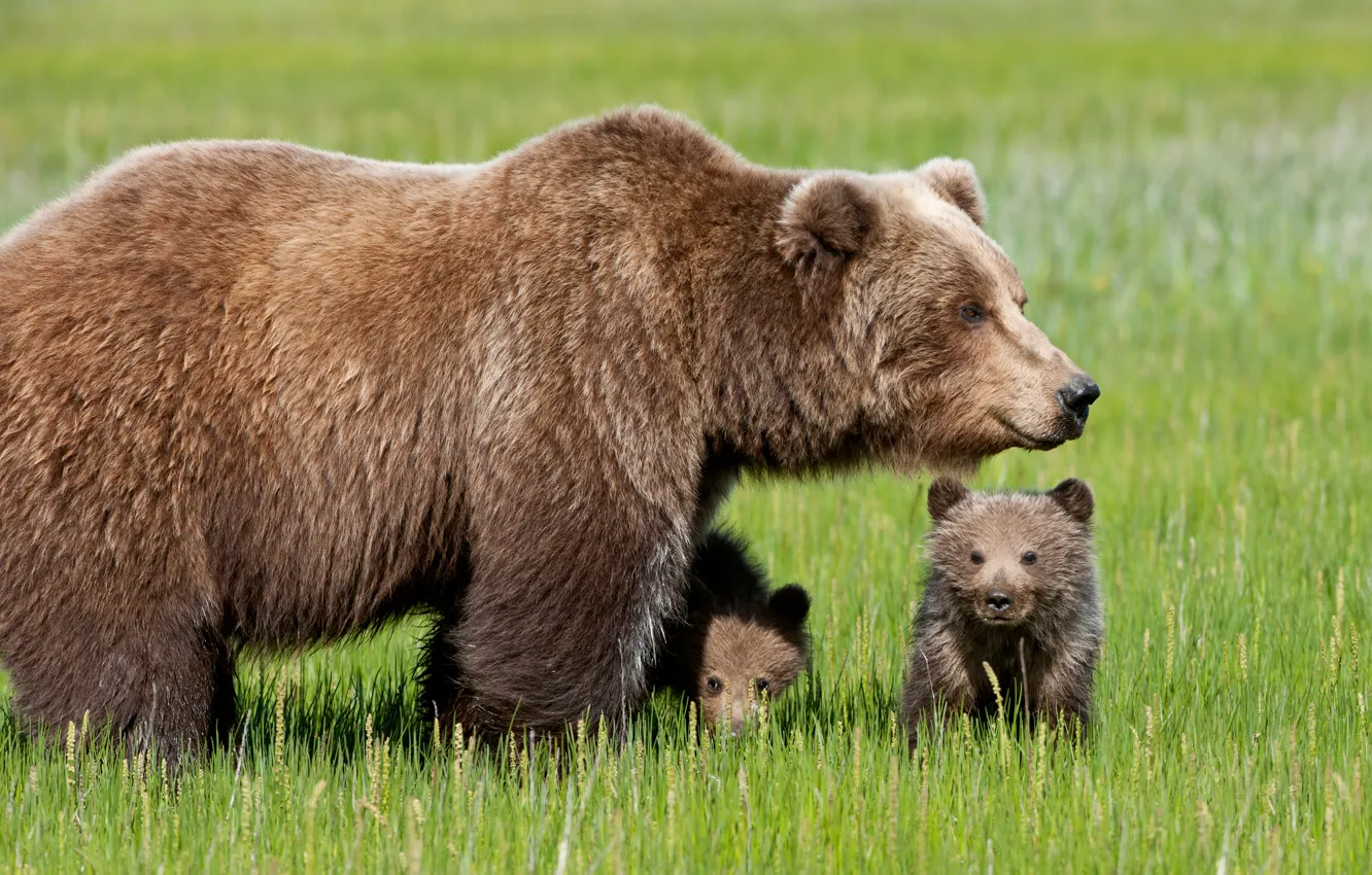 Photo wallpaper grass, bears, bear
