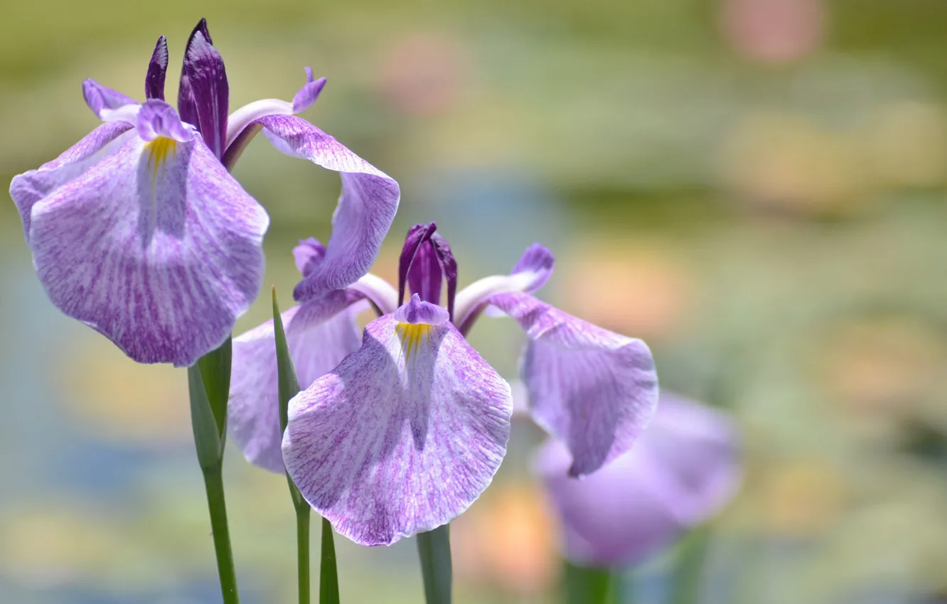 Photo wallpaper tenderness, trio, iris