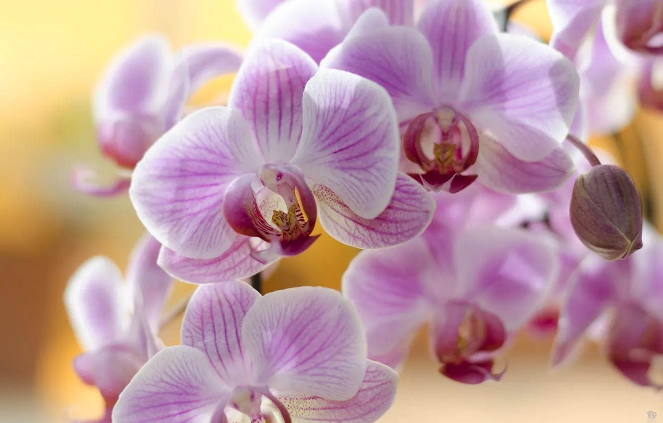 Photo wallpaper flowers, plant, petals, pink, Orchid