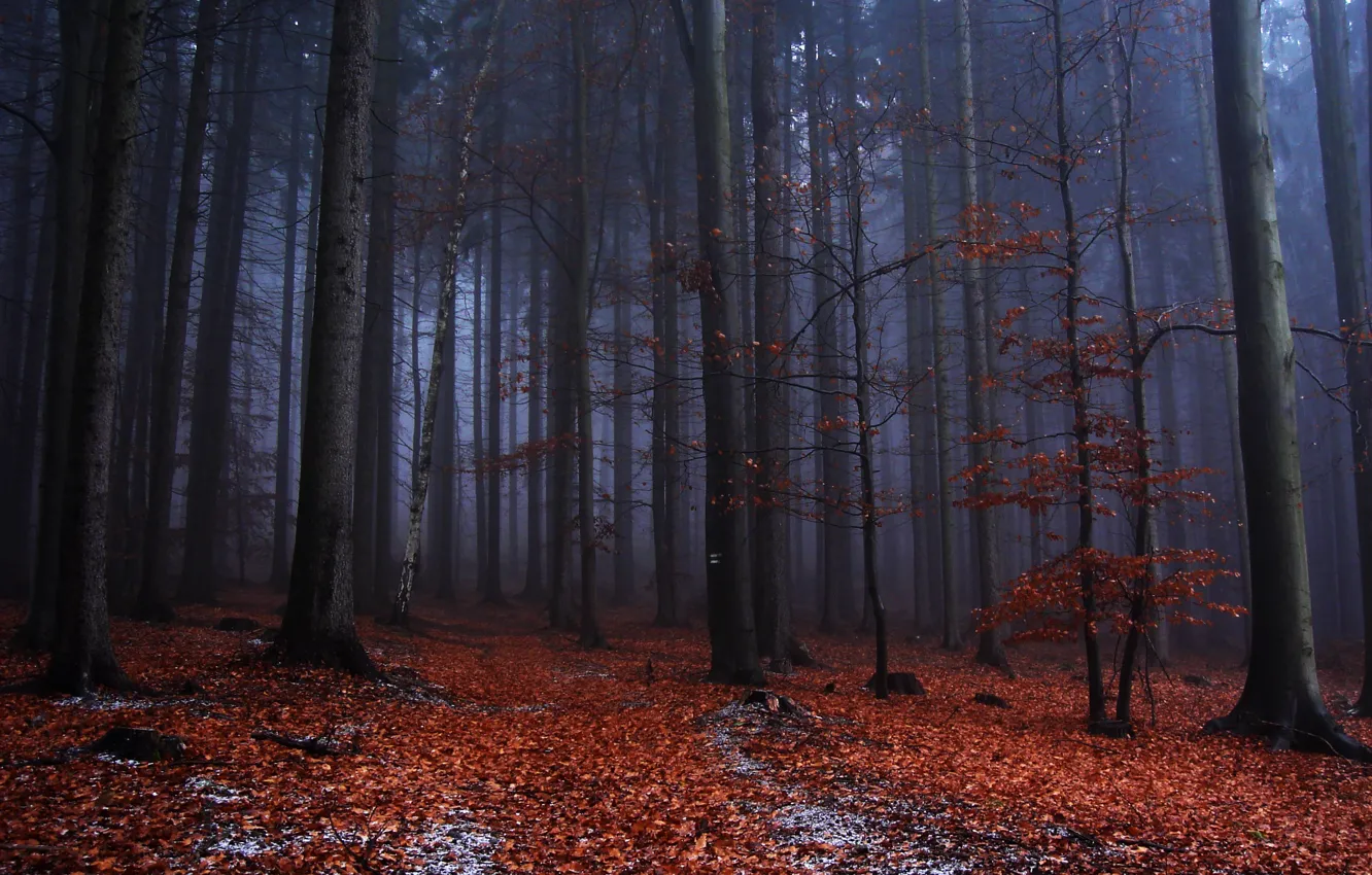 Photo wallpaper autumn, forest, trees, nature, fog, Czech Republic, Czech Republic, High