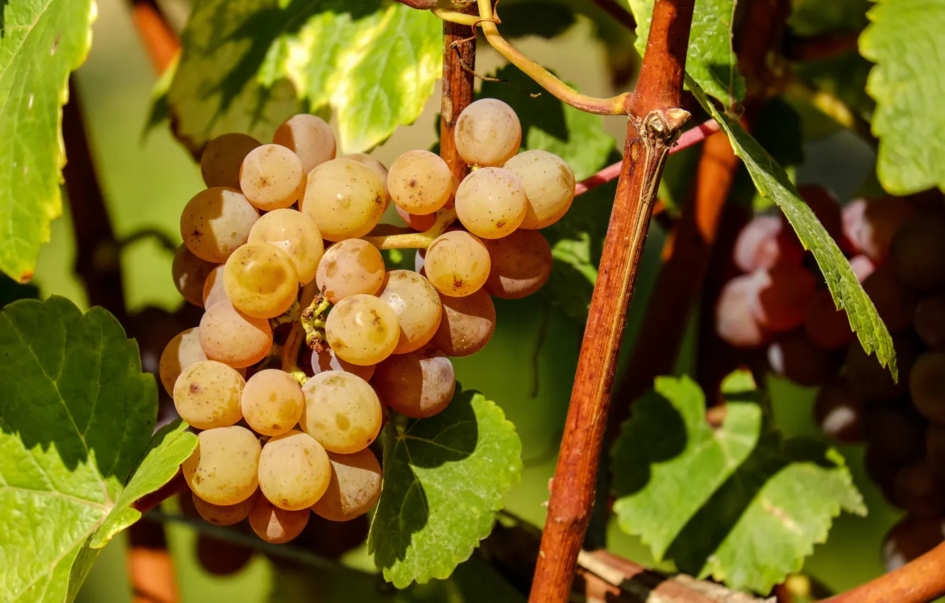 Photo wallpaper leaves, nature, grapes, vineyard, bunches of grapes