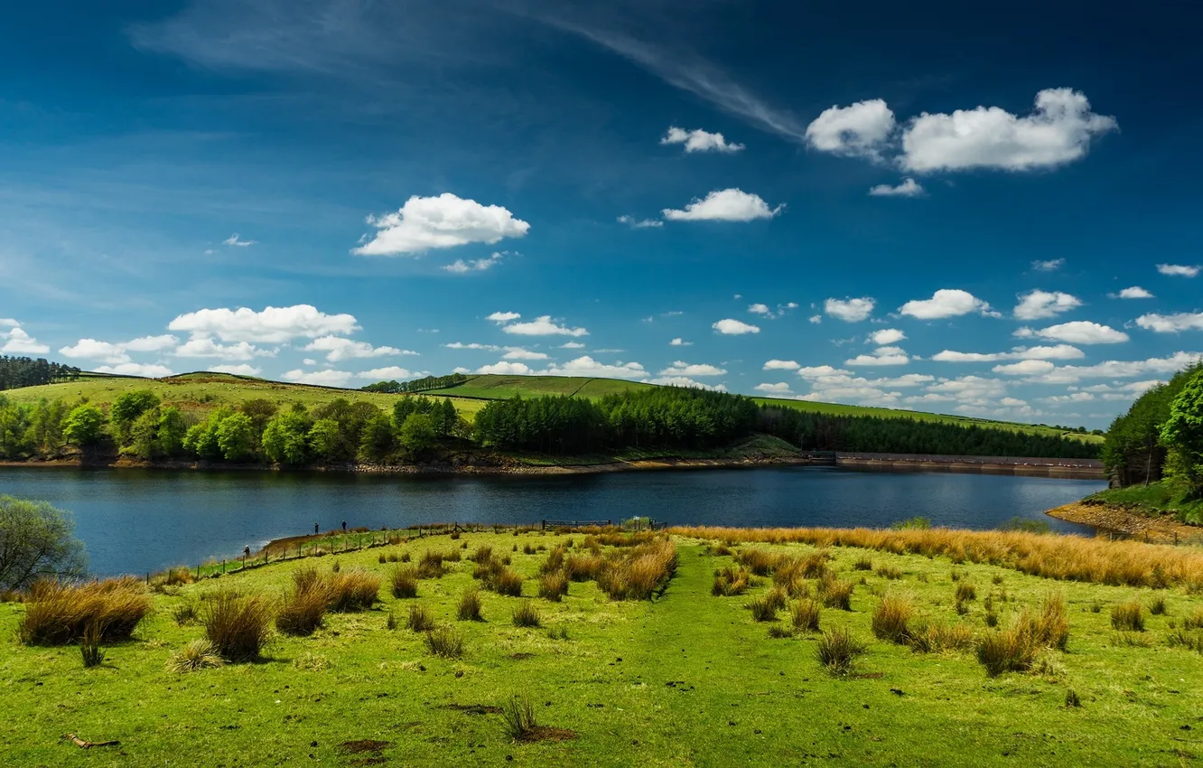 Photo wallpaper field, forest, the sky, grass, clouds, trees, landscape, nature