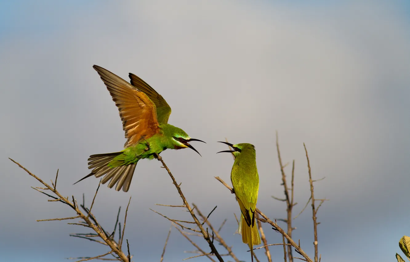Photo wallpaper branches, bird, the game, wings, beak