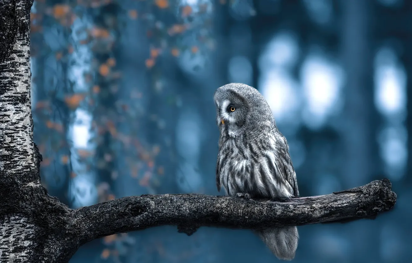 Photo wallpaper autumn, trees, branches, owl, bird, foliage, twilight, birch