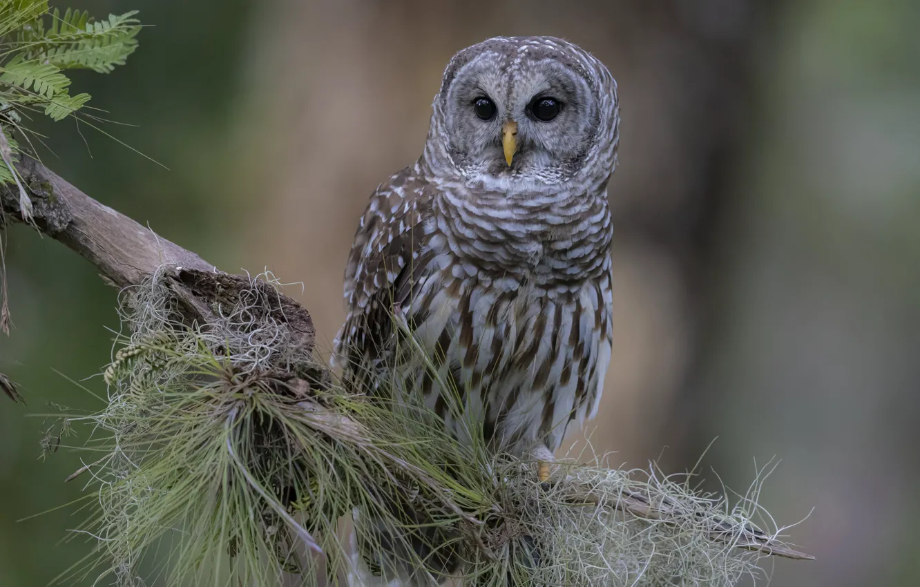 Photo wallpaper branches, owl, bird, owl