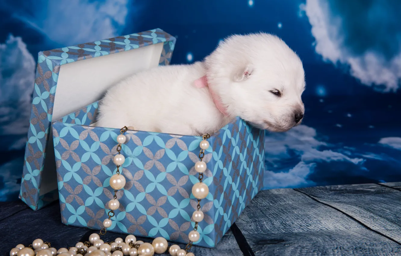 Photo wallpaper white, the sky, clouds, night, box, Board, dog, baby