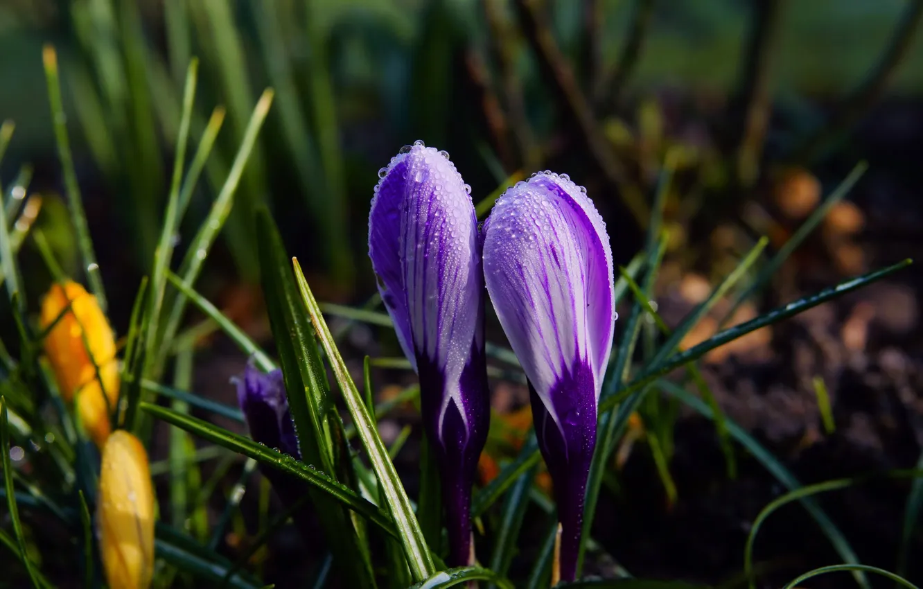Photo wallpaper purple, leaves, drops, flowers, the dark background, spring, crocuses, Duo