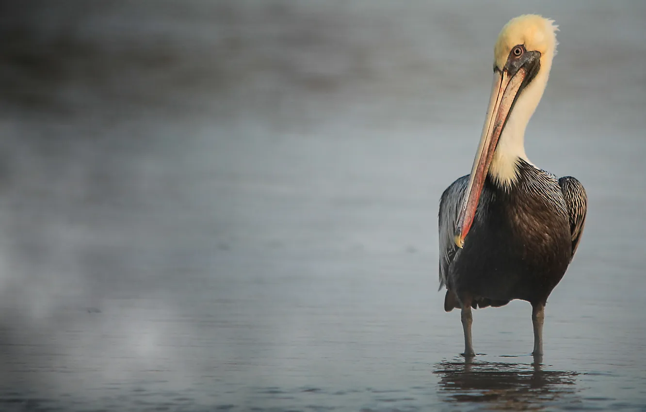 Photo wallpaper nature, background, bird