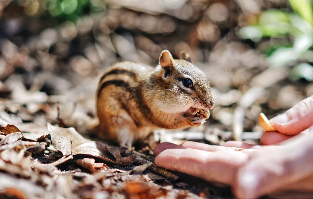 Photo wallpaper nature, hands, Chipmunk, nuts, bokeh, rodent, treat